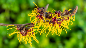 Hamamelis, el Ingrediente que Necesitas en Tu Rutina de Belleza