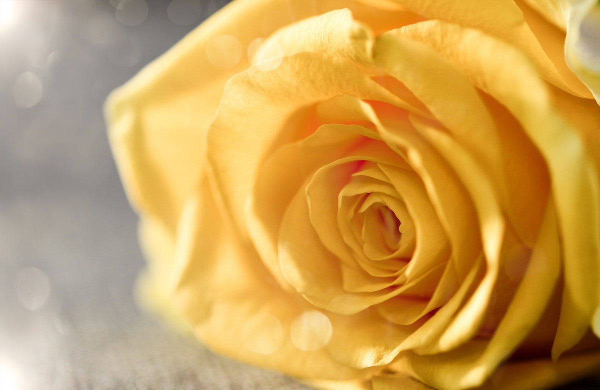 Beneficios de las Rosas