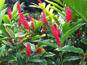Conoce al jengibre hawaiano