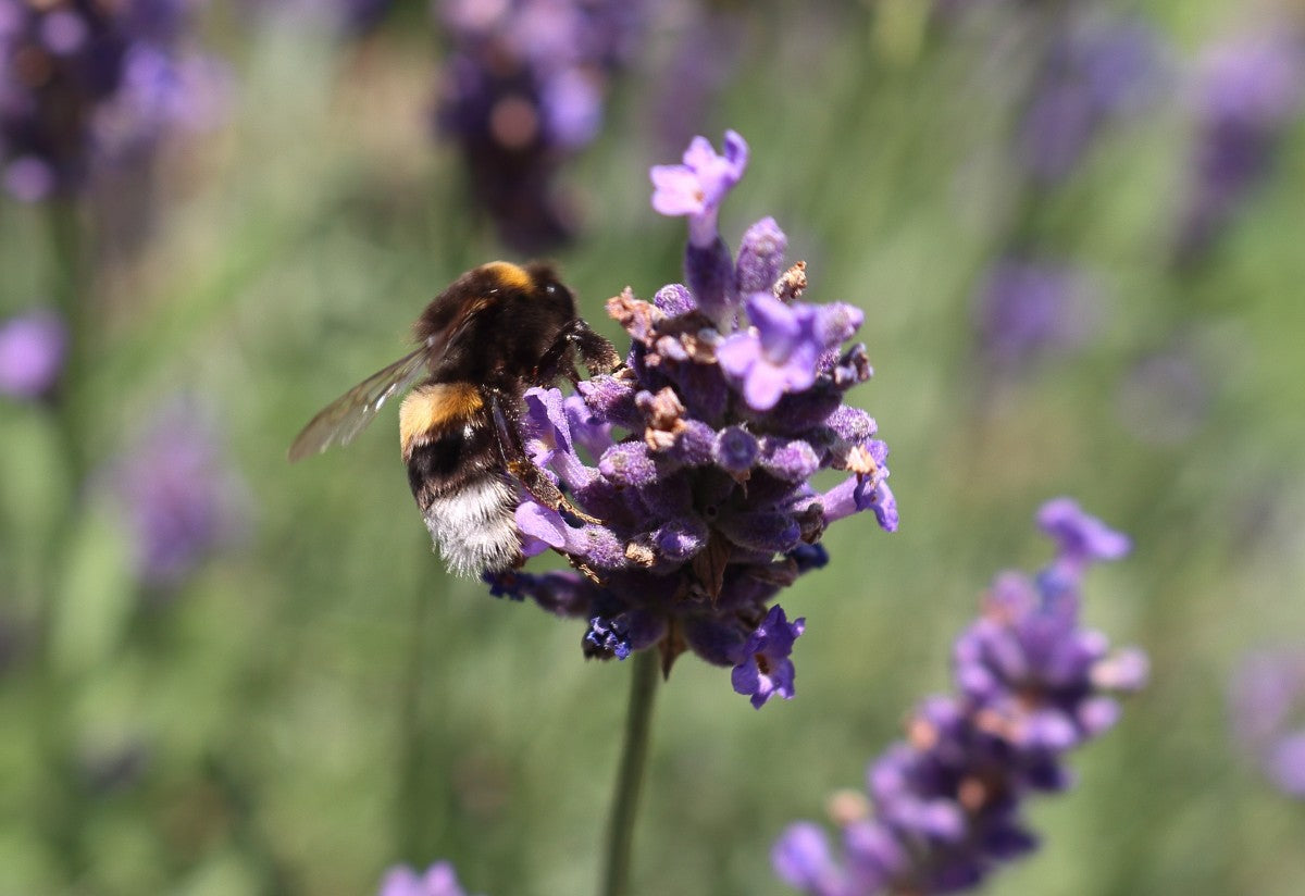 5 Formas de Usar la Lavanda