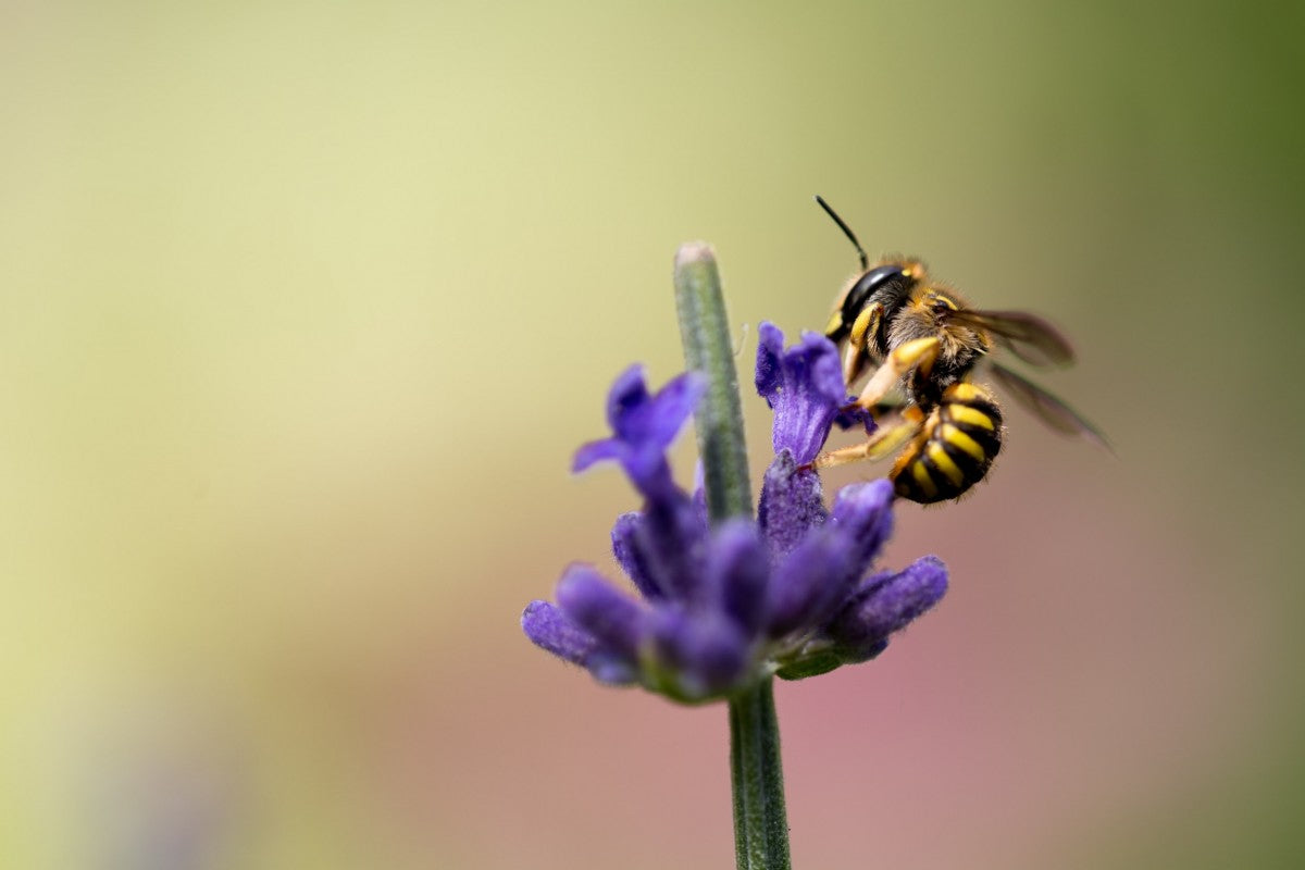 Relájate con Lavanda