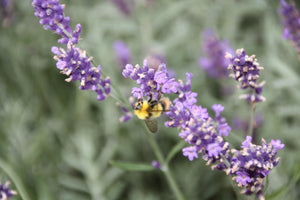 USOS Y BENEFICIOS DE LA LAVANDA