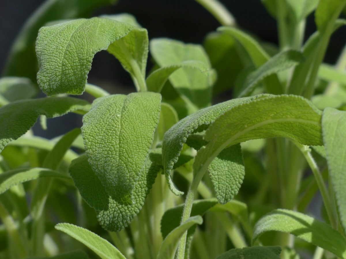 Usos y Beneficios del Limón Verbena