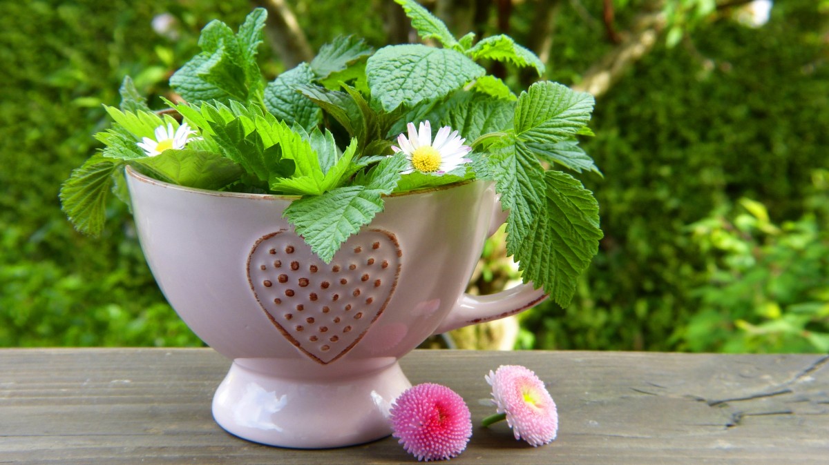 Menta Piperita (Peppermint)-Usos y beneficios.
