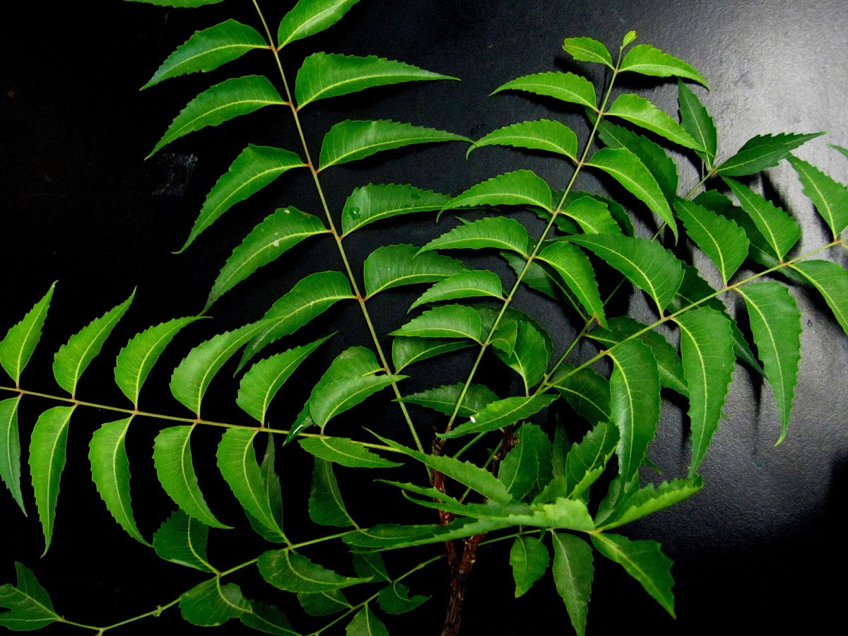 Propiedades del Neem