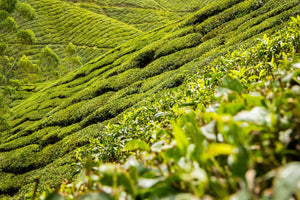 Aceite Melaleuca o Tea Tree