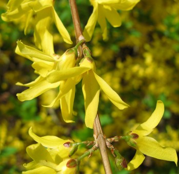 Ylang Ylang